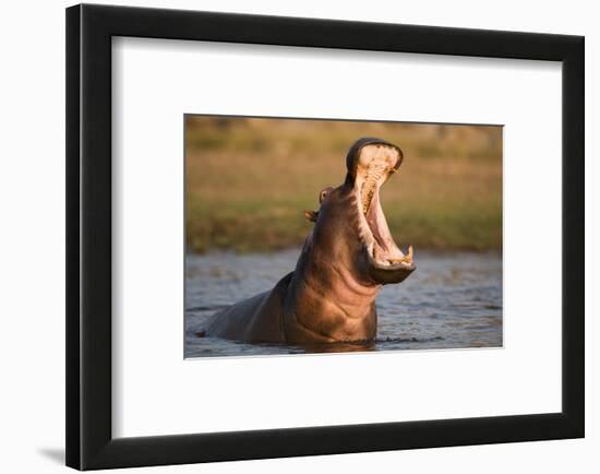 Hippopotamus Yawning in Waterhole, Ruaha, Tanzania-Paul Joynson Hicks-Framed Photographic Print