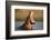 Hippopotamus Yawning in Waterhole, Ruaha, Tanzania-Paul Joynson Hicks-Framed Photographic Print