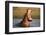 Hippopotamus Yawning in Waterhole, Ruaha, Tanzania-Paul Joynson Hicks-Framed Photographic Print