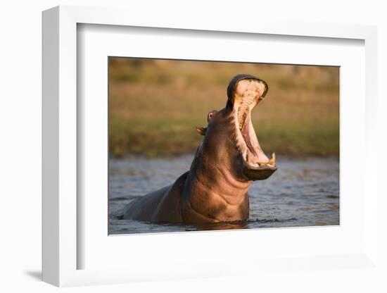 Hippopotamus Yawning in Waterhole, Ruaha, Tanzania-Paul Joynson Hicks-Framed Photographic Print