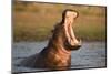 Hippopotamus Yawning in Waterhole, Ruaha, Tanzania-Paul Joynson Hicks-Mounted Photographic Print