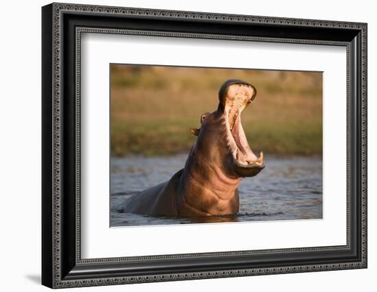 Hippopotamus Yawning in Waterhole, Ruaha, Tanzania-Paul Joynson Hicks-Framed Photographic Print