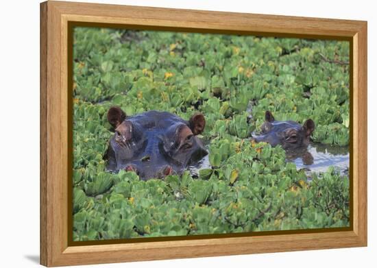 Hippopotamus-DLILLC-Framed Premier Image Canvas