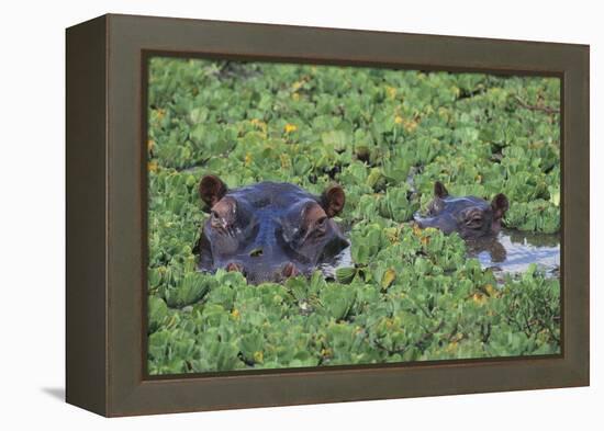 Hippopotamus-DLILLC-Framed Premier Image Canvas