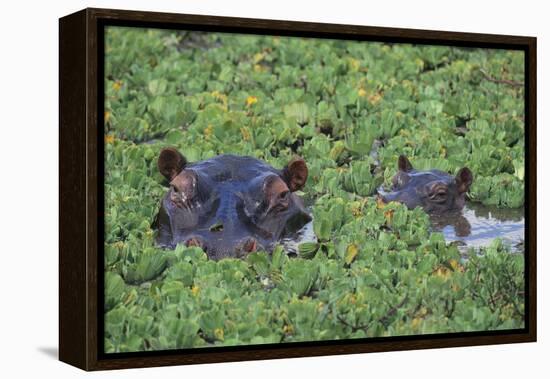 Hippopotamus-DLILLC-Framed Premier Image Canvas