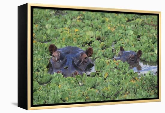 Hippopotamus-DLILLC-Framed Premier Image Canvas