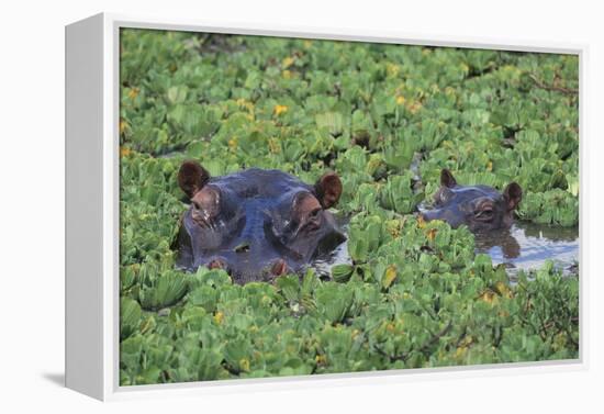 Hippopotamus-DLILLC-Framed Premier Image Canvas