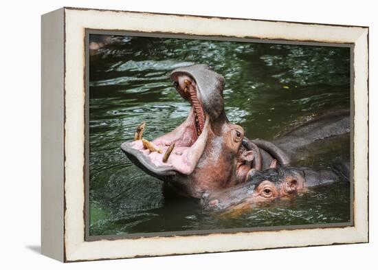 Hippopotamus-Goldquest-Framed Premier Image Canvas