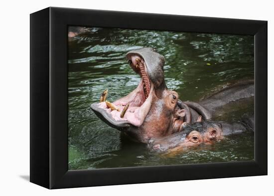 Hippopotamus-Goldquest-Framed Premier Image Canvas