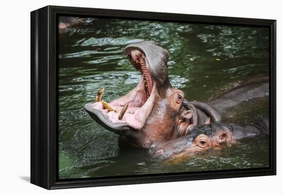 Hippopotamus-Goldquest-Framed Premier Image Canvas