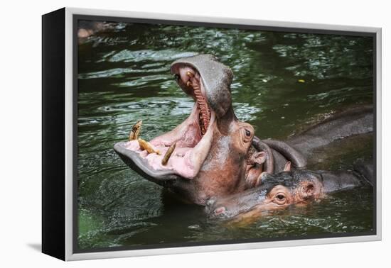 Hippopotamus-Goldquest-Framed Premier Image Canvas