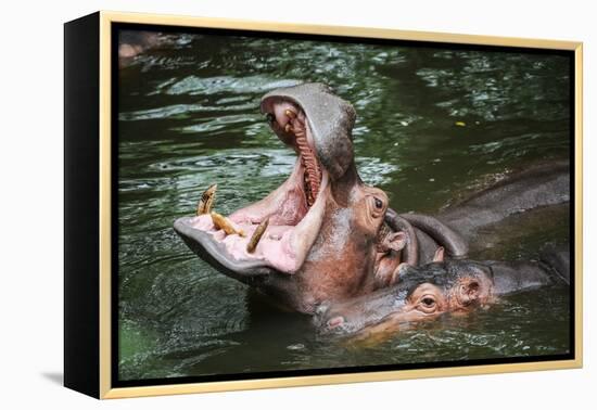 Hippopotamus-Goldquest-Framed Premier Image Canvas