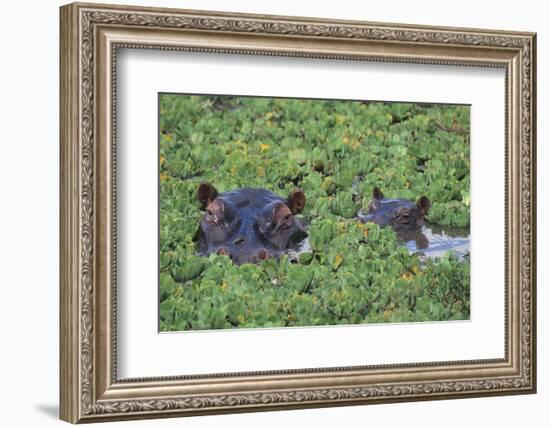 Hippopotamus-DLILLC-Framed Photographic Print