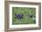 Hippopotamus-DLILLC-Framed Photographic Print