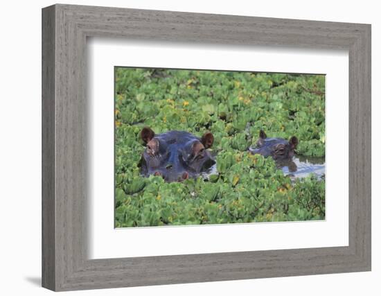 Hippopotamus-DLILLC-Framed Photographic Print