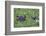 Hippopotamus-DLILLC-Framed Photographic Print