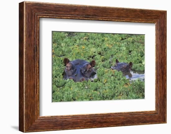 Hippopotamus-DLILLC-Framed Photographic Print