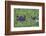 Hippopotamus-DLILLC-Framed Photographic Print