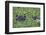 Hippopotamus-DLILLC-Framed Photographic Print