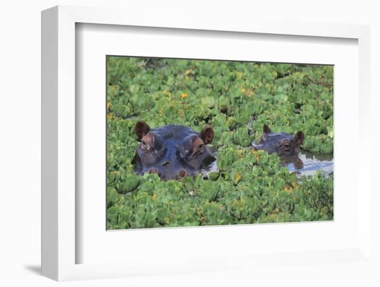 Hippopotamus-DLILLC-Framed Photographic Print