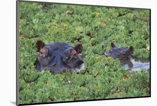 Hippopotamus-DLILLC-Mounted Photographic Print