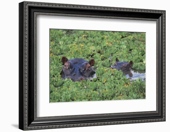 Hippopotamus-DLILLC-Framed Photographic Print