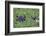 Hippopotamus-DLILLC-Framed Photographic Print