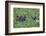 Hippopotamus-DLILLC-Framed Photographic Print