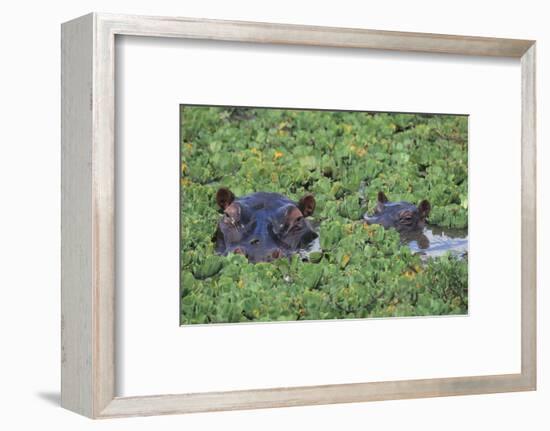 Hippopotamus-DLILLC-Framed Photographic Print