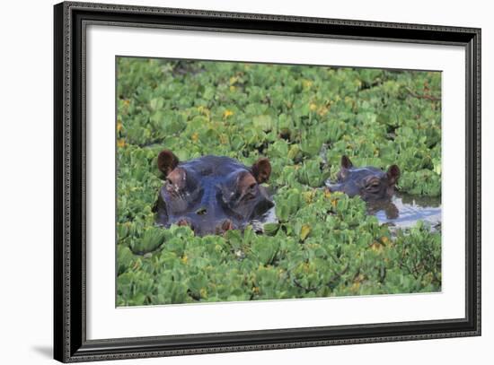 Hippopotamus-DLILLC-Framed Photographic Print