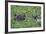 Hippopotamus-DLILLC-Framed Photographic Print