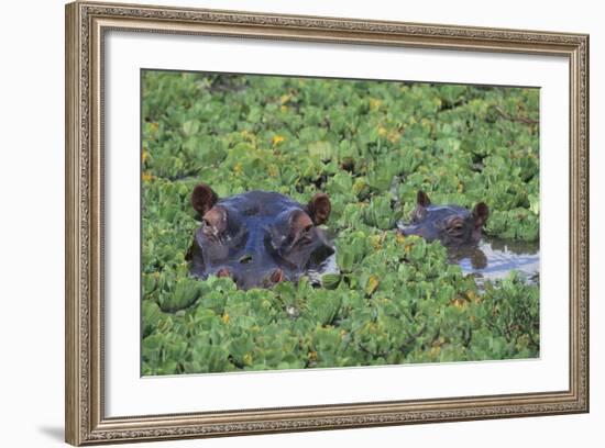 Hippopotamus-DLILLC-Framed Photographic Print