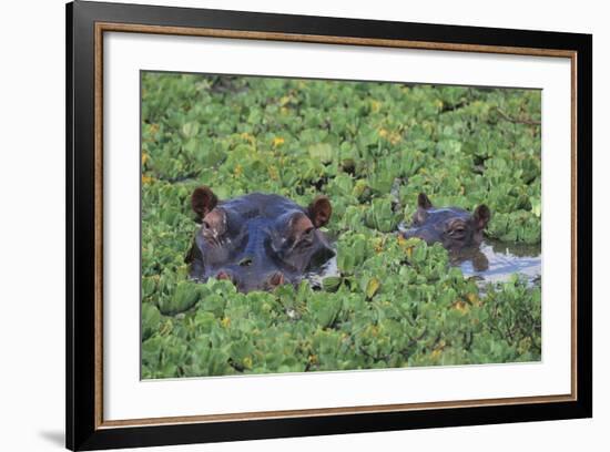 Hippopotamus-DLILLC-Framed Photographic Print