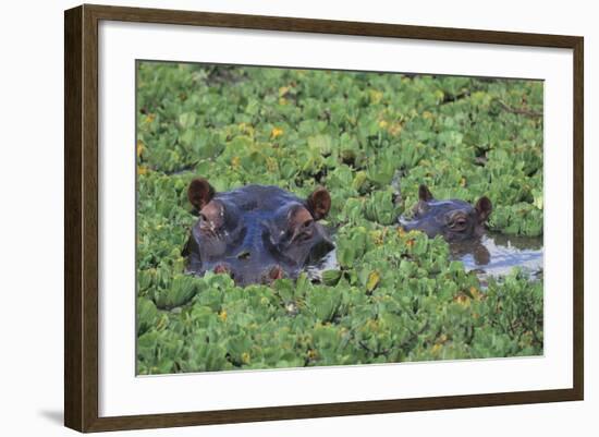 Hippopotamus-DLILLC-Framed Photographic Print