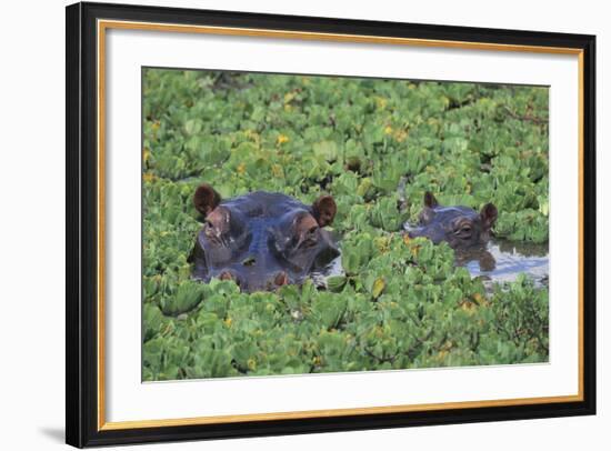 Hippopotamus-DLILLC-Framed Photographic Print