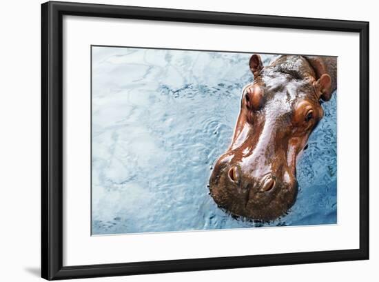 Hippopotamus-Redchanka-Framed Photographic Print