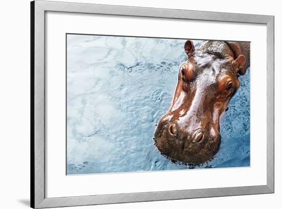 Hippopotamus-Redchanka-Framed Photographic Print