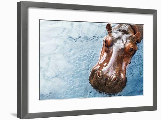 Hippopotamus-Redchanka-Framed Photographic Print