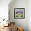 Hippopotamus-Denny Driver-Framed Giclee Print displayed on a wall