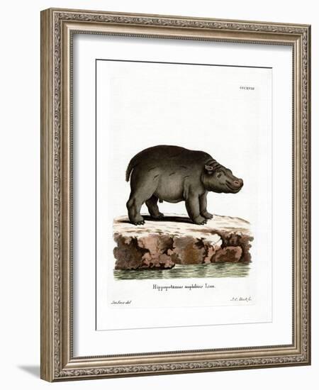 Hippopotamus-null-Framed Giclee Print