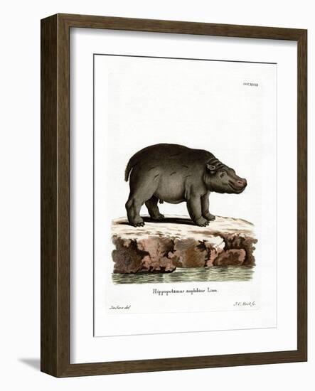 Hippopotamus-null-Framed Giclee Print