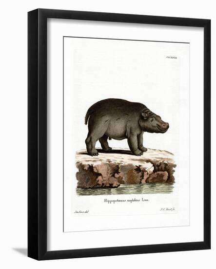 Hippopotamus-null-Framed Giclee Print