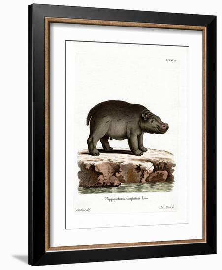 Hippopotamus-null-Framed Giclee Print