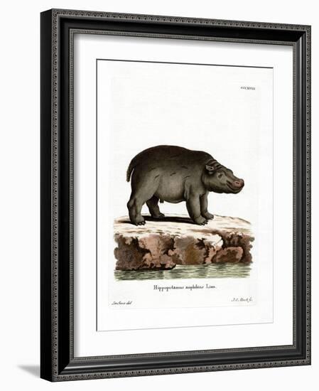 Hippopotamus-null-Framed Giclee Print