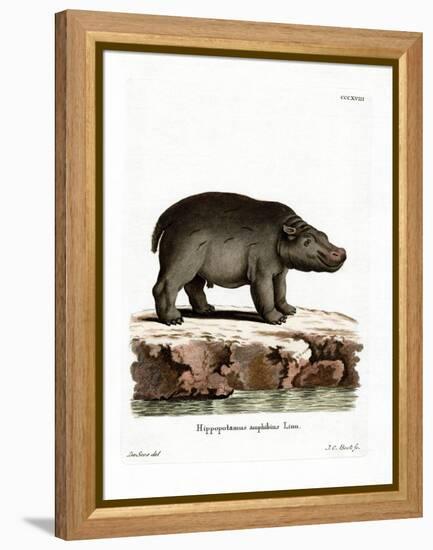 Hippopotamus-null-Framed Premier Image Canvas