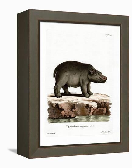 Hippopotamus-null-Framed Premier Image Canvas