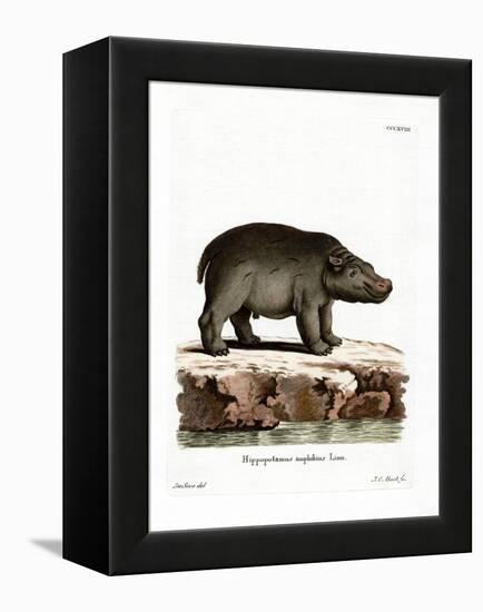 Hippopotamus-null-Framed Premier Image Canvas