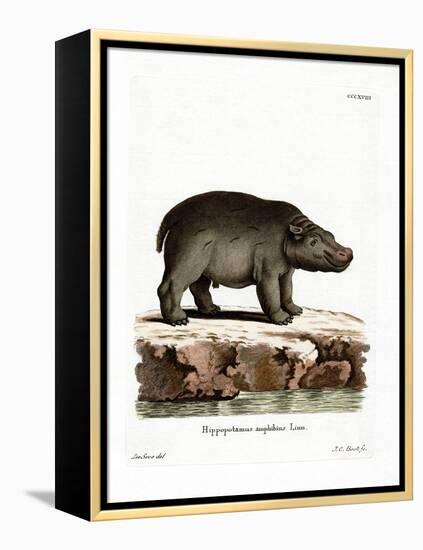 Hippopotamus-null-Framed Premier Image Canvas