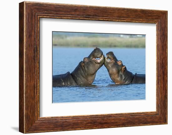 Hippopotamuses Being Affectionate-null-Framed Photographic Print