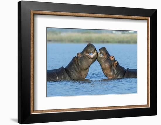 Hippopotamuses Being Affectionate-null-Framed Photographic Print